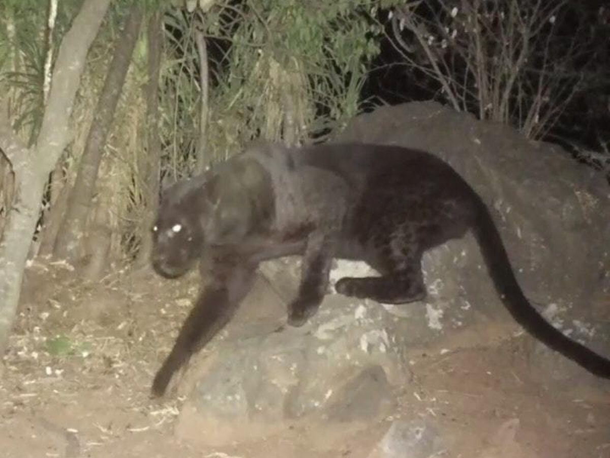 Watch rare footage of a black panther spotted in Kenya | Shropshire Star