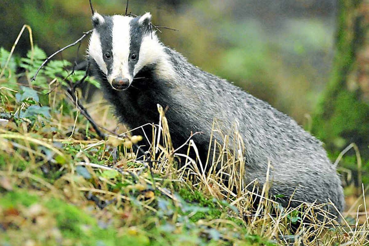 Poll: Should the badger cull come to Shropshire?