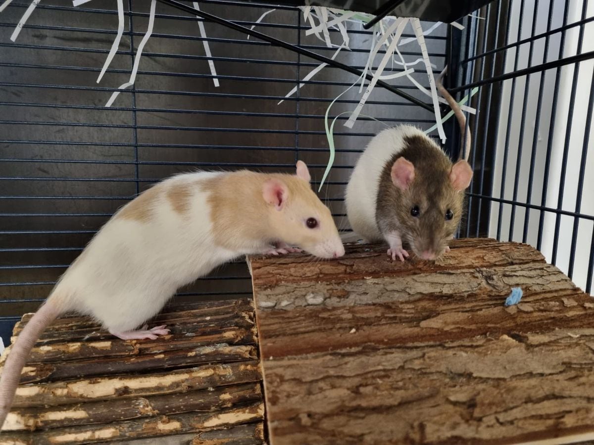 Two of the rats, Lorna and Brook