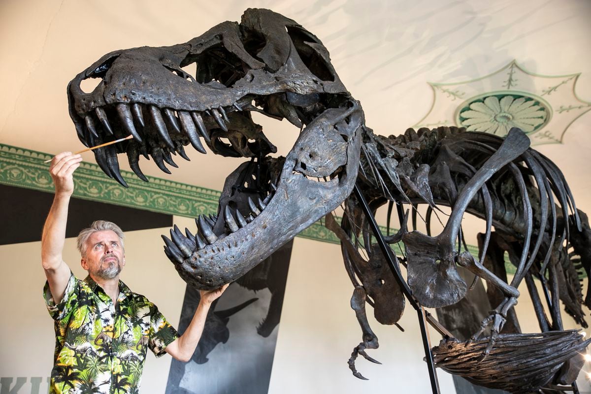 Nigel working on 'Titus' the T-Rex at Nottingham Museum. Photo: Nottingham City Council