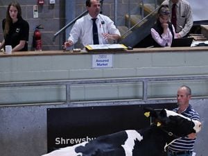 Senior auctioneer Jonny Dymond selling dairy cattle at Shrewsbury Auction Centre.
