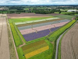 The Shropshire Petal Fields