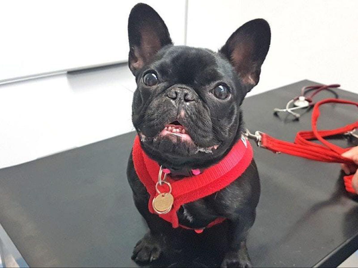 how much does french bulldog nose operation cost uk? 2