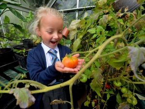 Pippa-Jo Murffit, six, with the tomatoes in the greenhouse