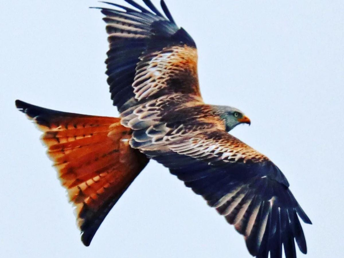 Shropshire's birdwatchers all aflutter influx of beautiful once-rare red kites | Star