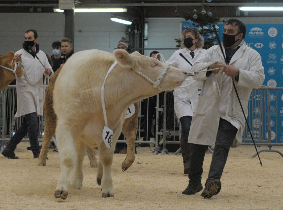 An exhibitor with a heifer, sired by a charolais, in the showring at the Winter Fair.