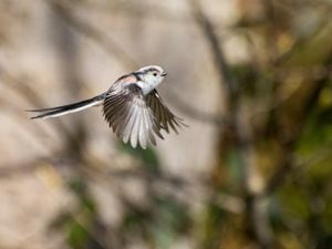 Autumn visitors – a long-tailed tit