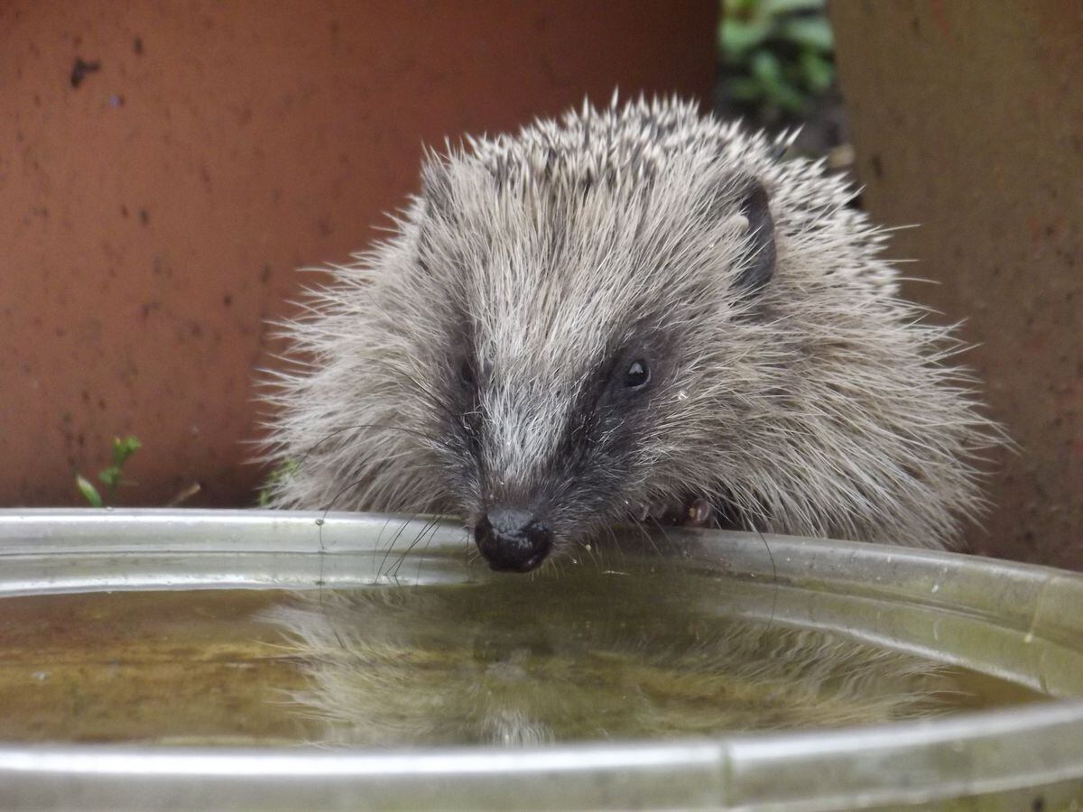 People are being urged to leave shallow dishes of water for hedgehogs. Picture credit: Michael Partridge