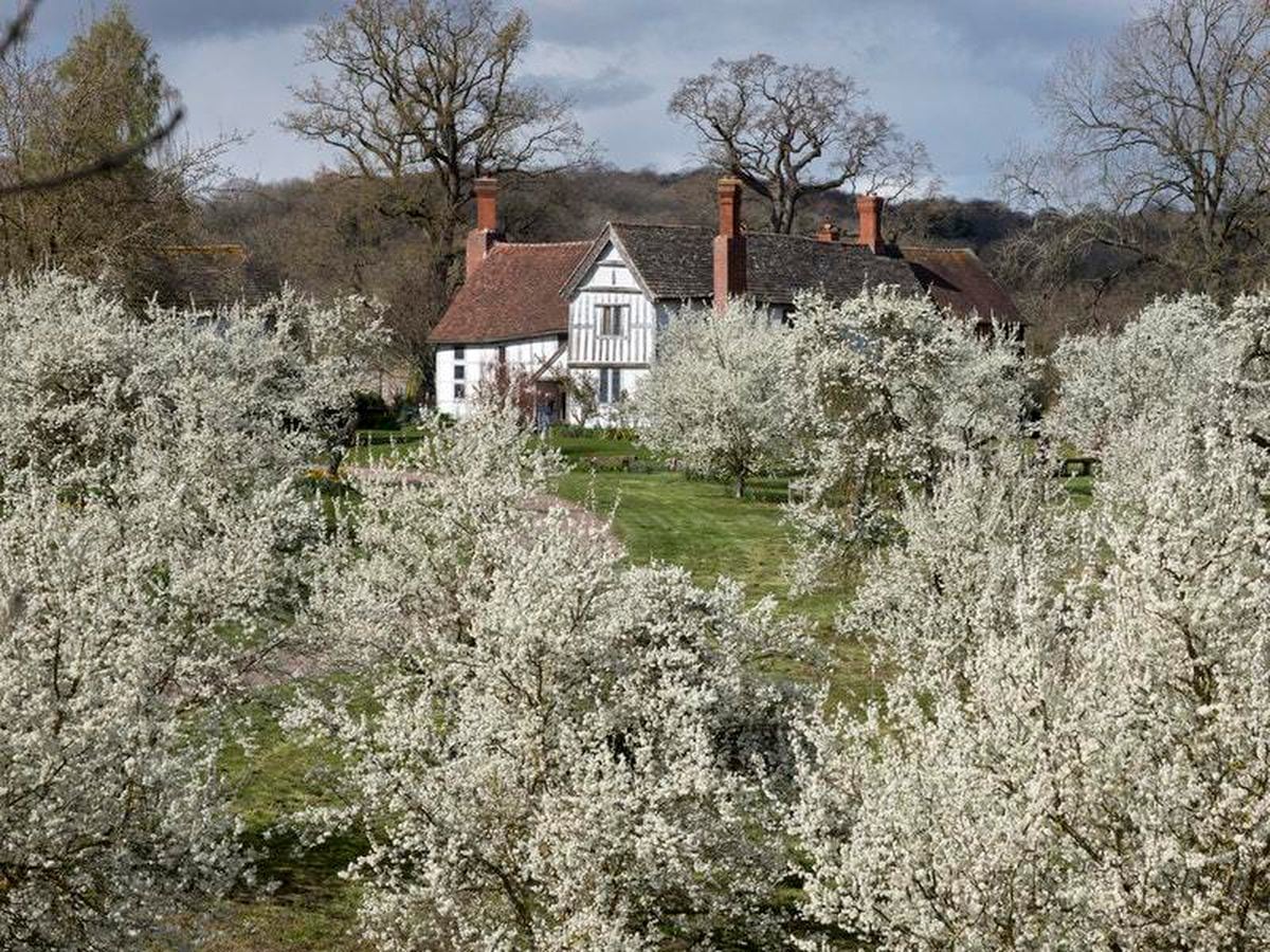 The current damson orchards at Brockhampton where two new orchards will be created (National Trust /John Miller/PA)