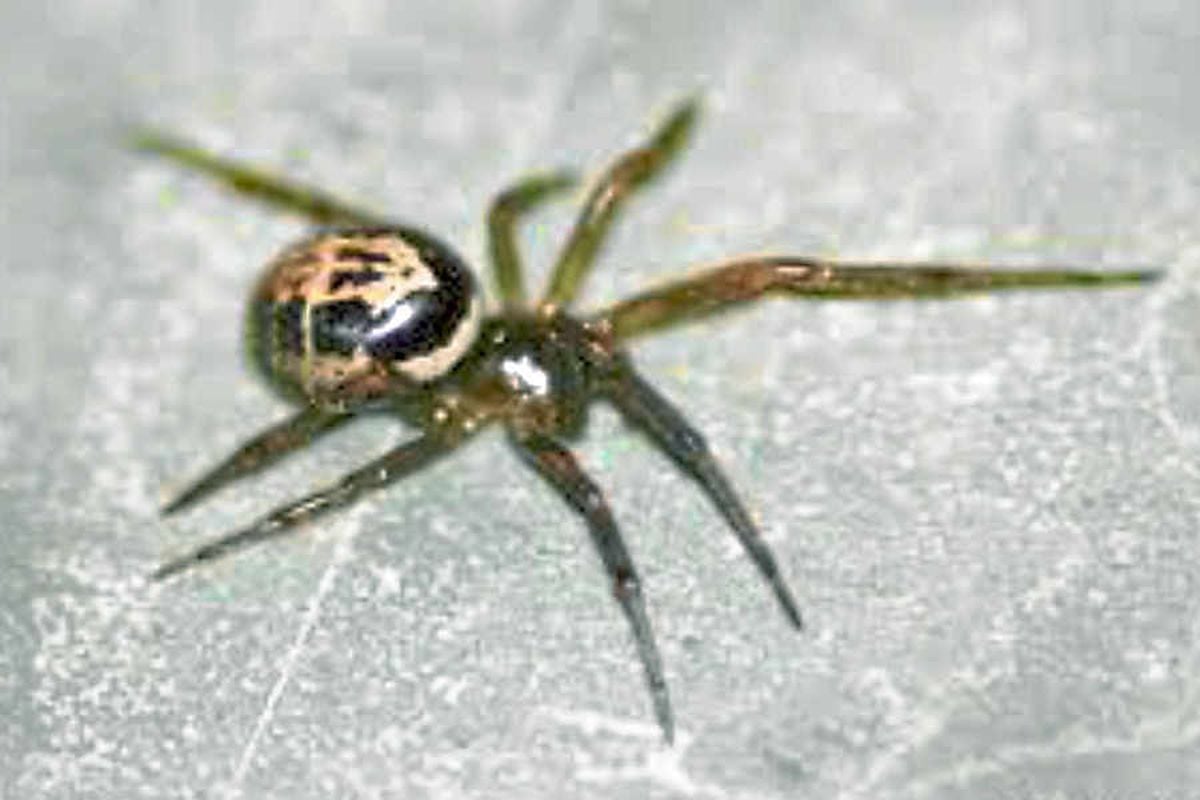 More Venomous False Widow Spiders Spotted In Shropshire Shropshire Star