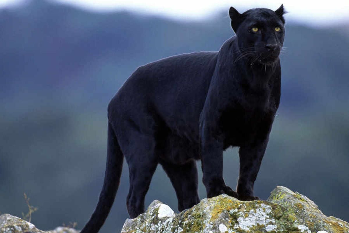 Panther mystery: Another reported sighting on Telford streets