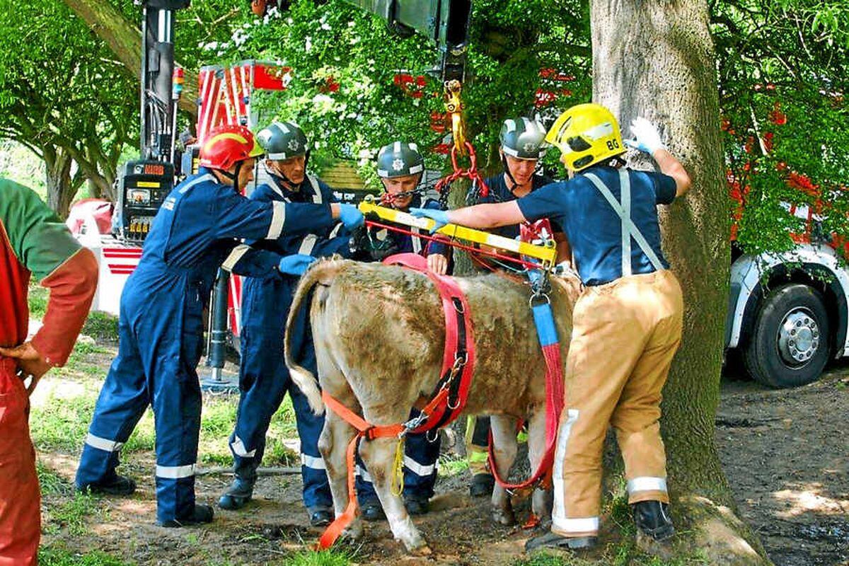 Firefighters work to release the cow from the tree. Pictures: Shropshire Fire & Rescue Service