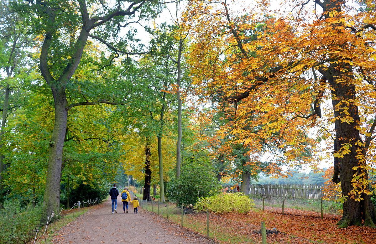 Autumn colours at Attingham Park in 2020