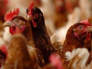 Review into potential health impacts of intensive poultry farming to be held  