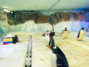 Penguins from the National SEA LIFE Centre in Birmingham have successfully predicted the results of all four England matches.