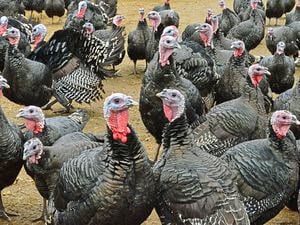 Turkeys are not from Turkey...