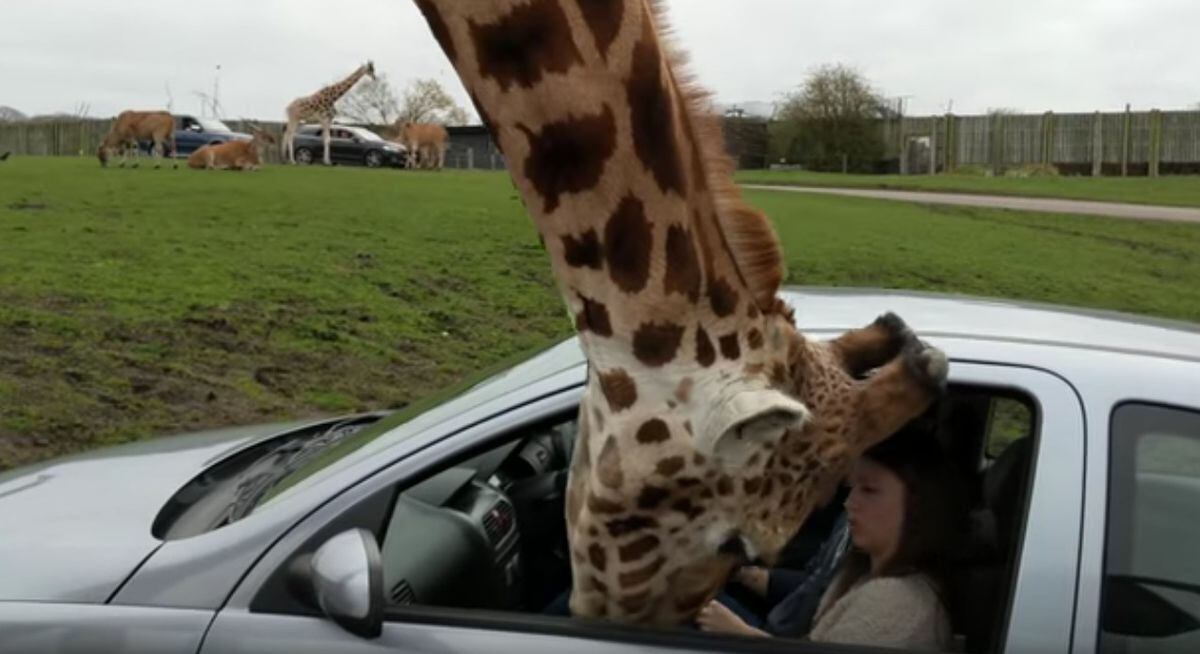 Watch Car Window Shatters Over Giraffes Head At Safari Park Shropshire Star 