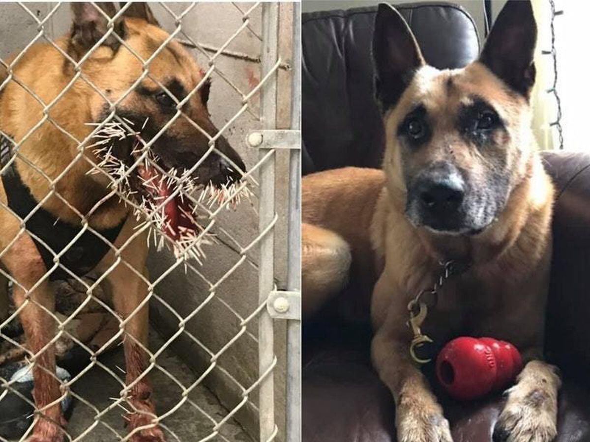 Police K-9 dog struck by 200 porcupine quills during pursuit in