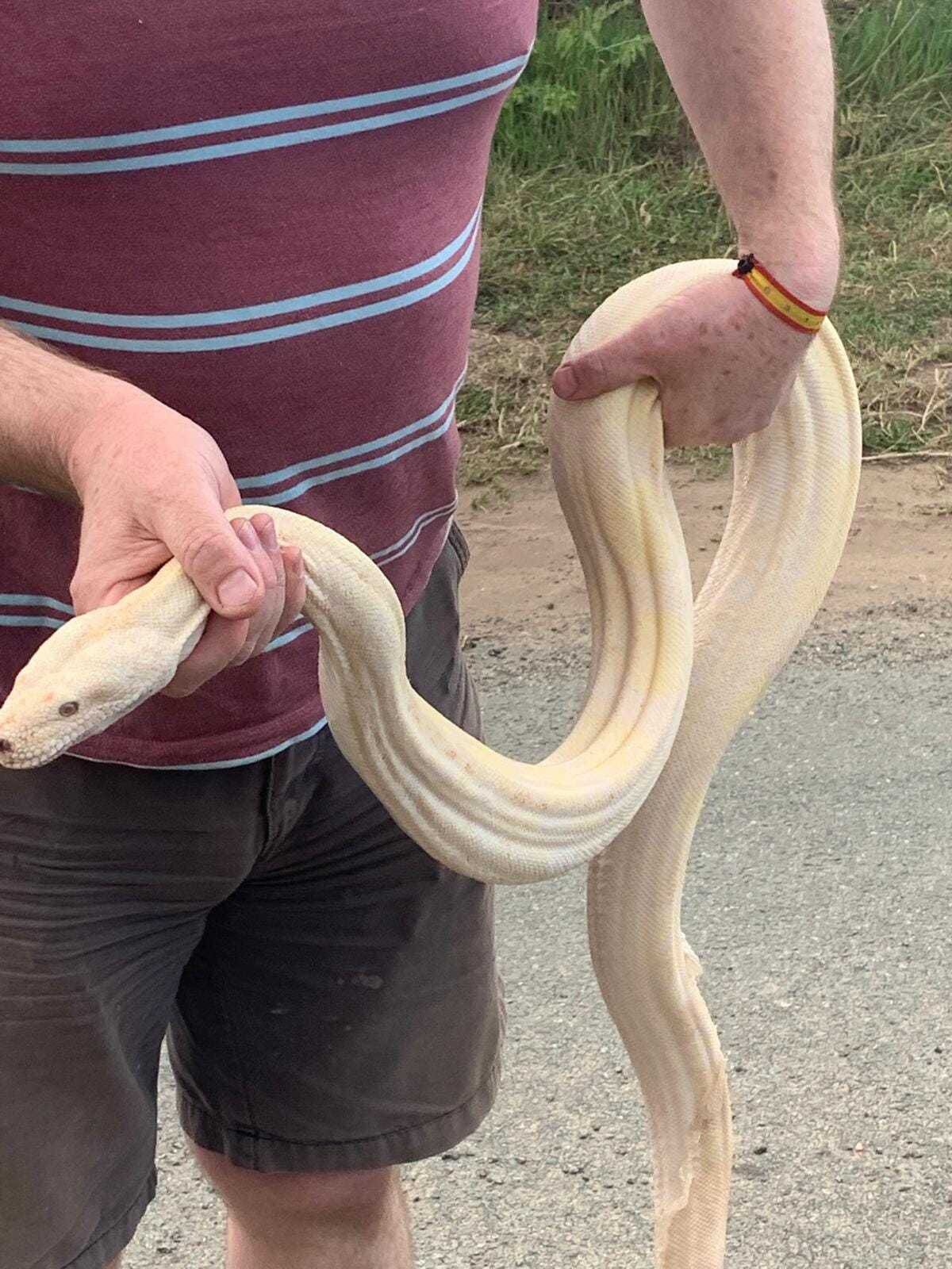 An albino boa constrictor was found in Baschurch on Saturday, August 20