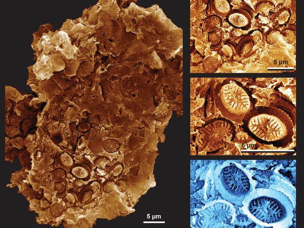 Discovery of ‘ghost’ fossils reveals plankton resilience to past global warming