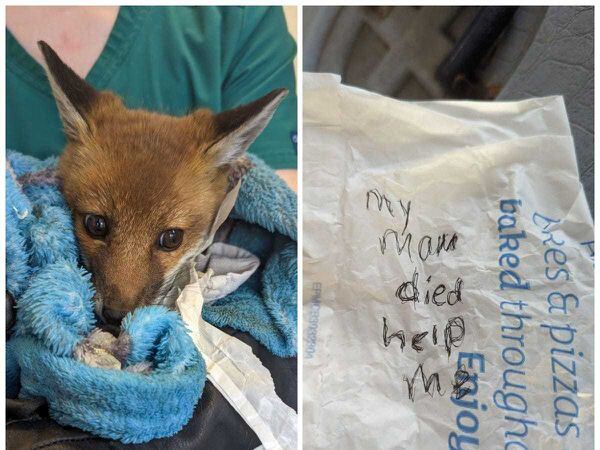 Fox looking at the camera and wrapped in a towel, next to a Greggs paper bag with writing on it