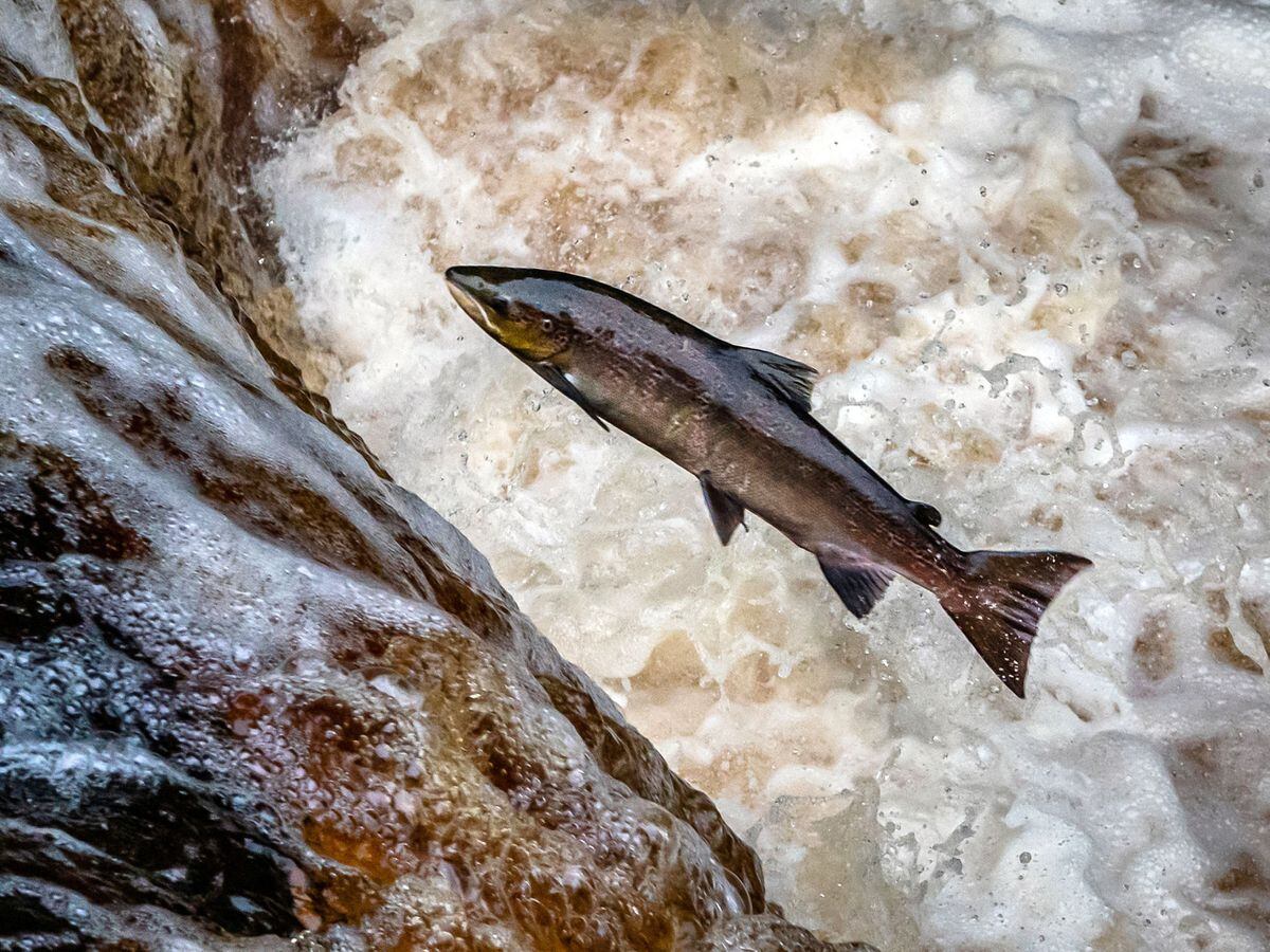 Salmon leap up Stainforth Force on the River Ribble in the Yorkshire Dales