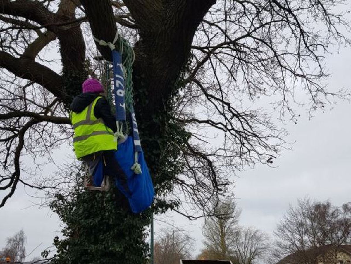 A protester sat on the tree in Featherbed Lane, Shrewsbury