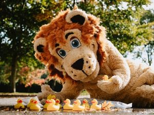 LAST COPYRIGHT SHROPSHIRE STAR JAMIE RICKETTS 13/10/2020 - Bridgnorth Lions are preparing to set hundreds of ducks in the towns second ever race but this time it is going virtual. In Picture: Lenny The Lion with some ducks..