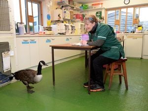 Fran Hill, hospital manager at Cuan Wildlife Rescue, pictured with one of her patients last year