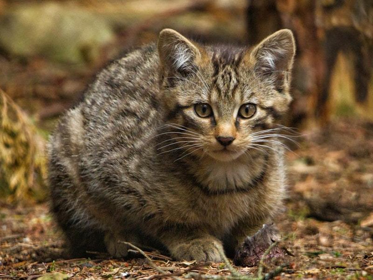 See adorable Scottish wildcat kittens which are key to species survival