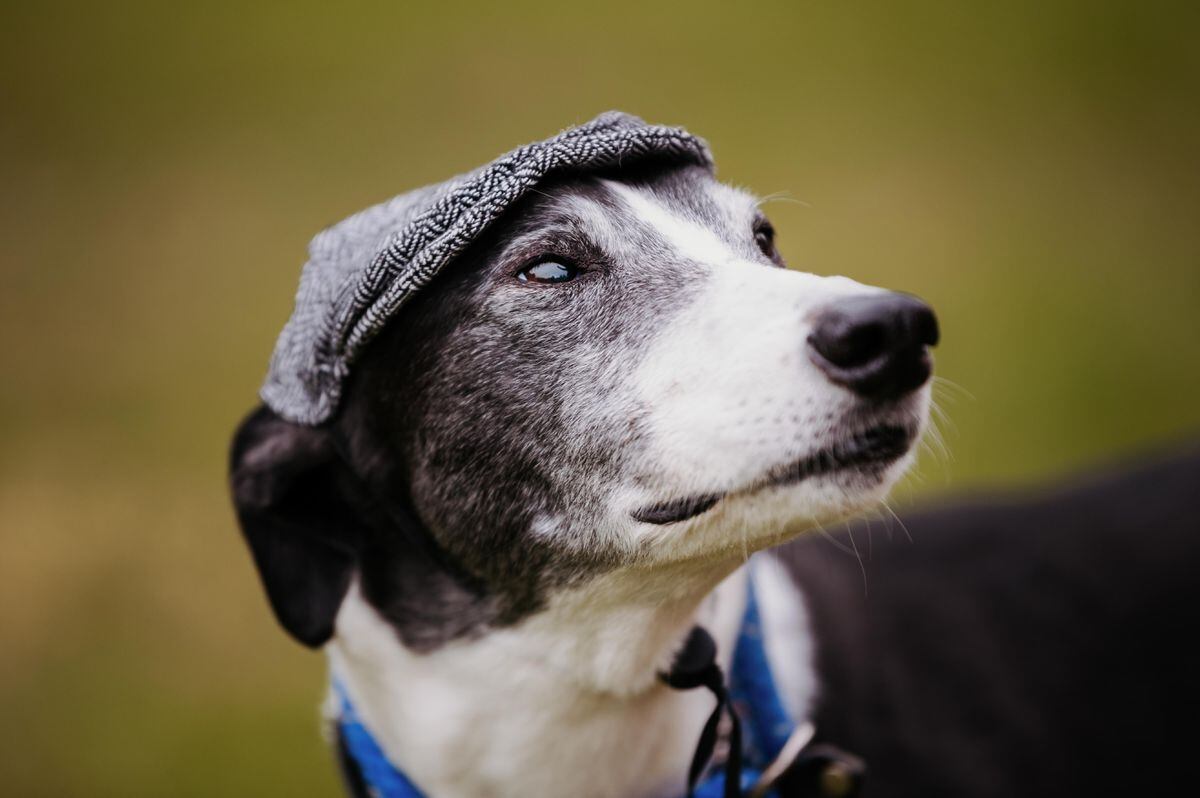 Larry from Hectors Greyhound Rescue leaves his hat on at Cae Glas Live