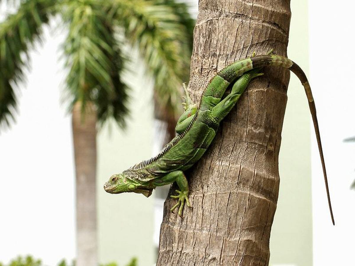 It’s so cold in Florida iguanas are falling from trees | Shropshire Star