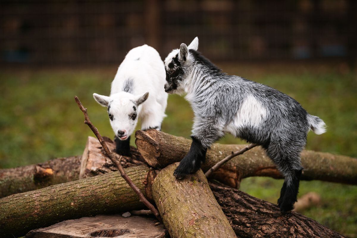 A total of six baby pygmy goats have been born at the Telford zoo 