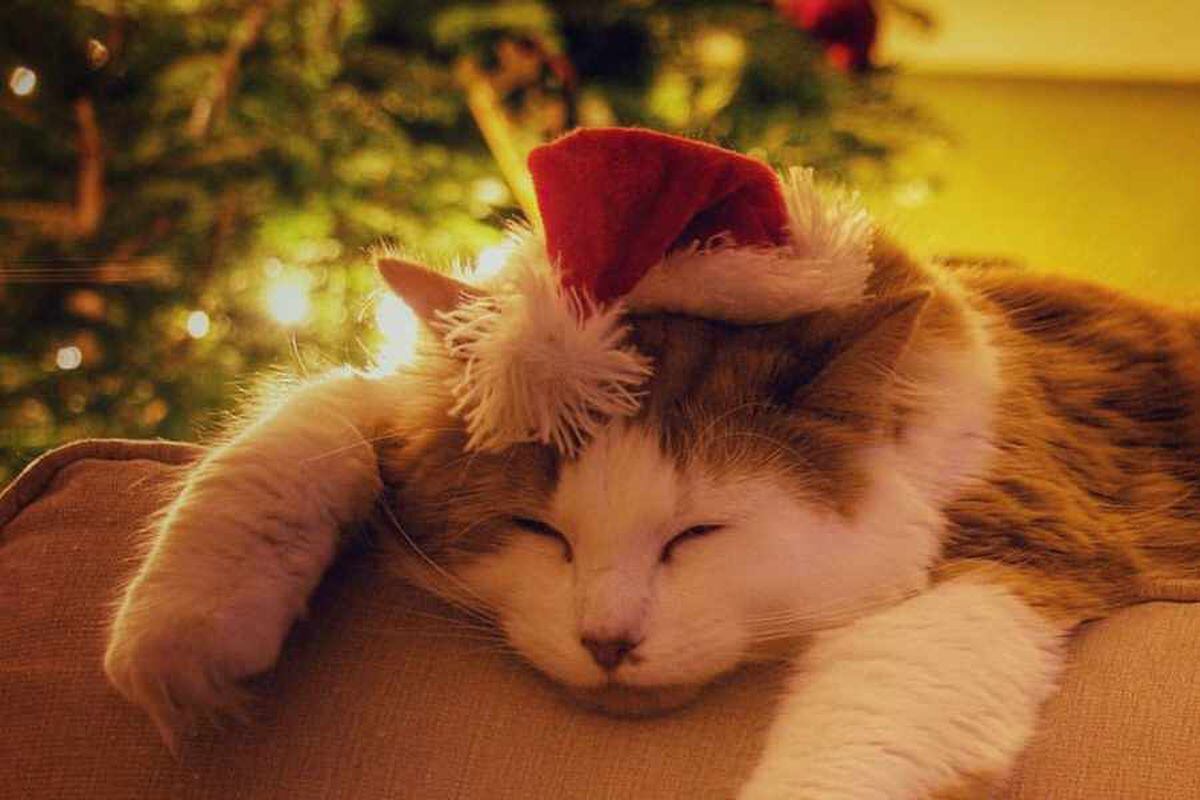 Star Witness: Christmas Pets