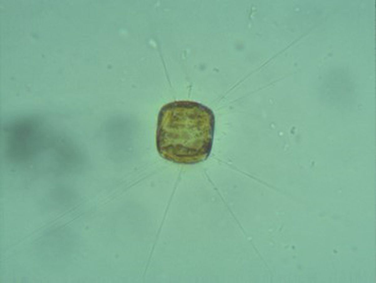 A constituent diatom of brown algae. Picture: Environment Agency