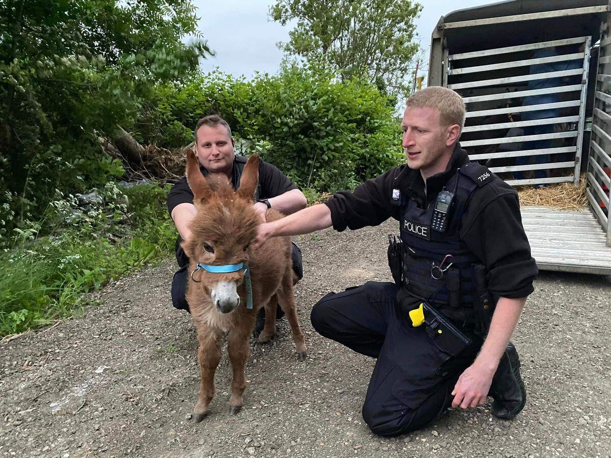 Baby donkey Moon with officers from Hampshire and Isle of Wight Constabulary
