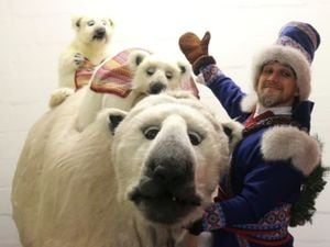 Inka the giant polar bear