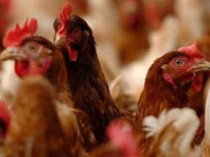 A pause has been put on plans to increase the capacity of an existing chicken farm near Llandrindod Wells by an extra 104,000 birds