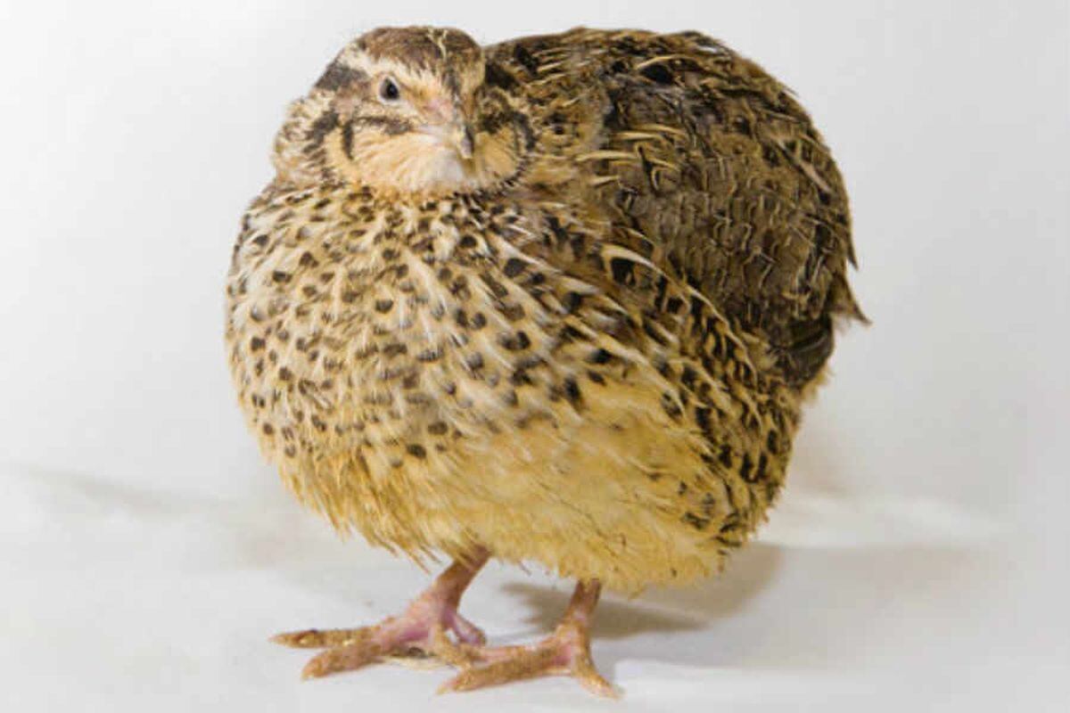 Shropshire man used live quails to illegally capture wild birds, court told