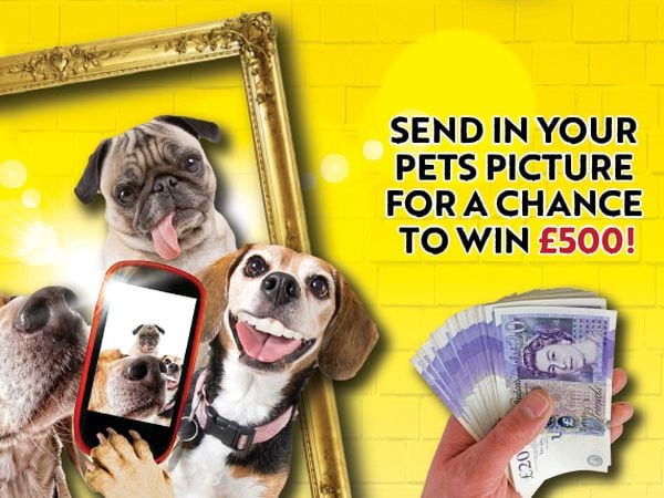 Scroll down to find out more about our Pawtrait Pets competition