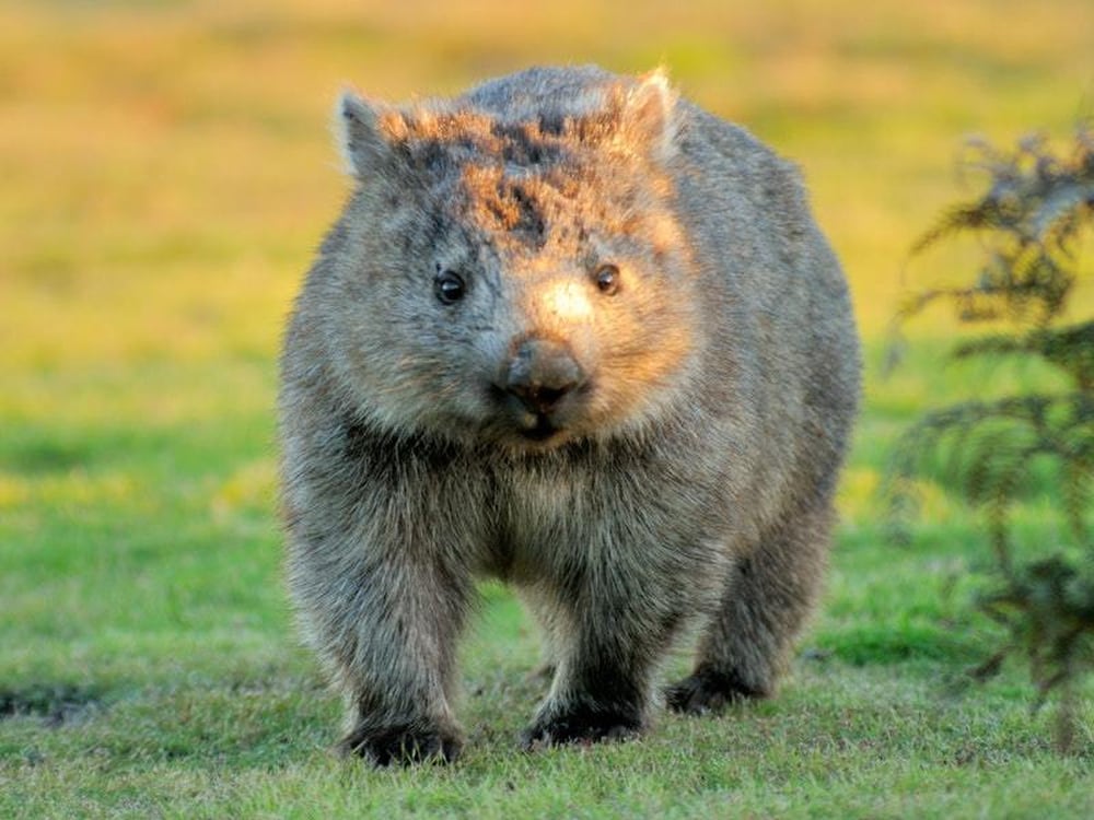 Adorable baby wombat  adopted by Australian Reptile Park 