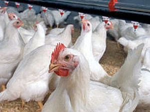 The farm has tens of thousands of broiler chickens. Photo: Stock