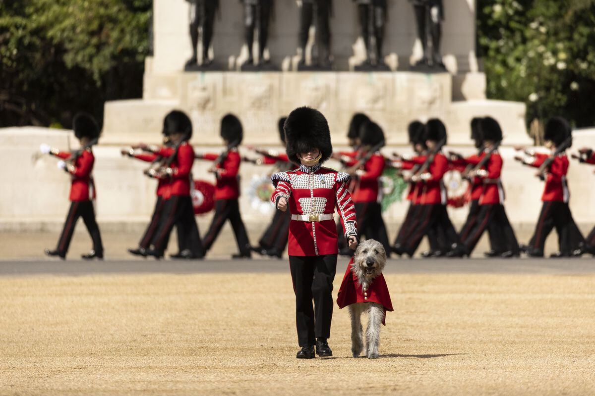 Turlough Mor, the Irish wolf hound regimental mascot, also known as Seamus, during the Colonel's Review, the final rehearsal of the Trooping the Colour