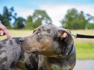 No cull expected under American XL bully dogs ban, says chief vet