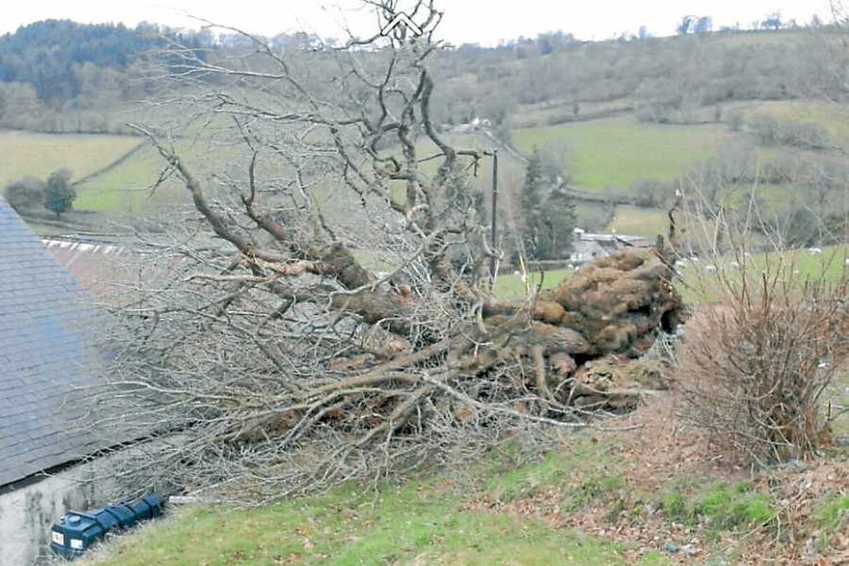 The Pontfadog Oak was uprooted as strong gales swept across the region