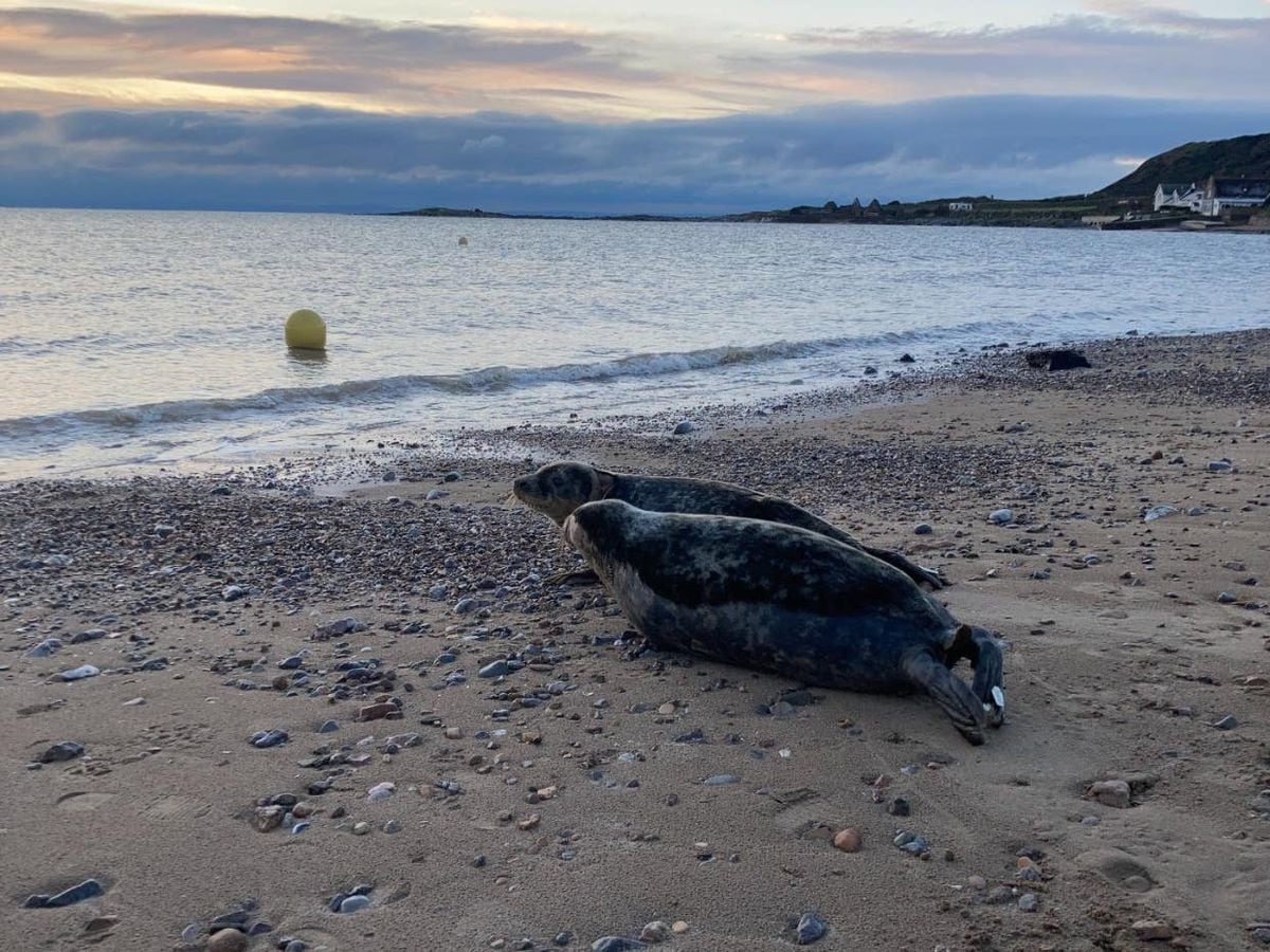 The seals were released in Swansea (RSPCA/PA)