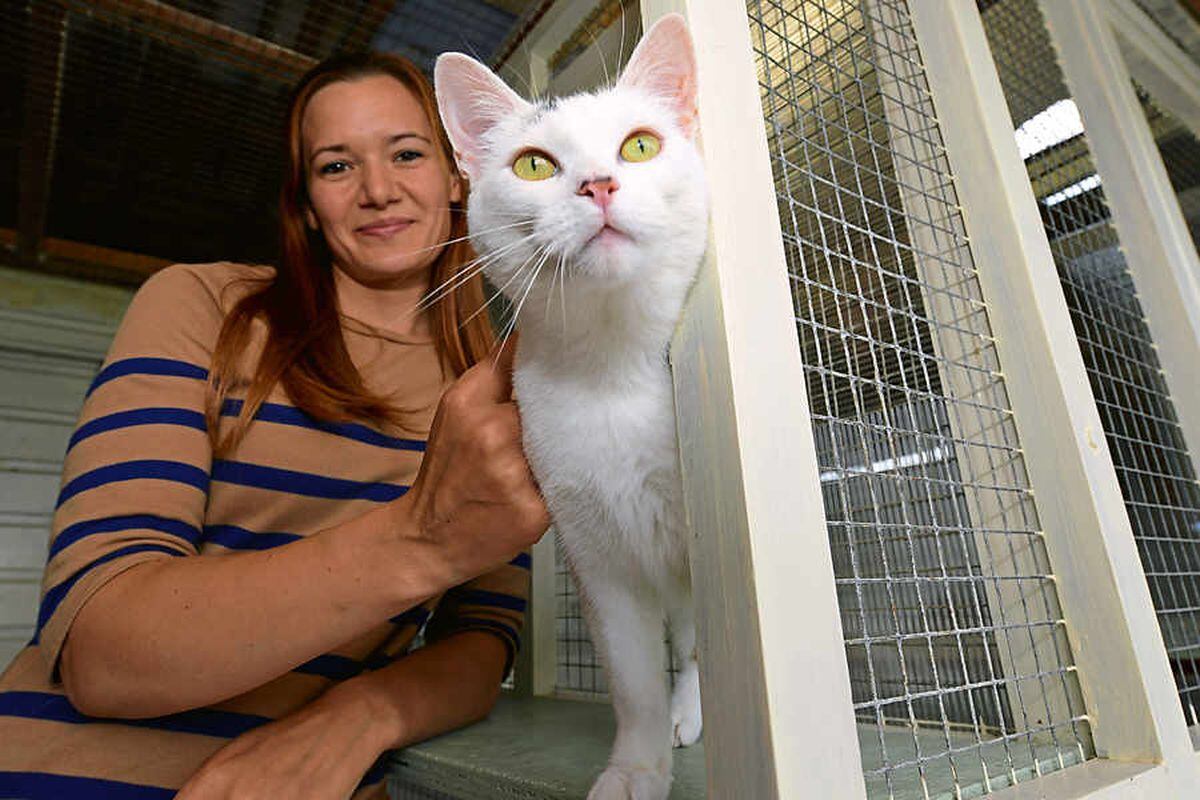 Cat charity launches new branch near Whitchurch Shropshire Star