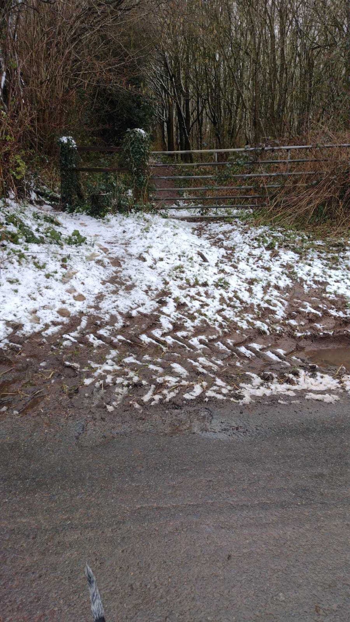 The path leading up to where the dog was found. Photo: RSPCA