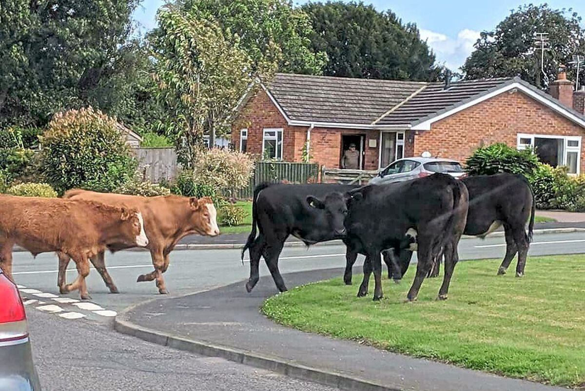 Cows in Whittington