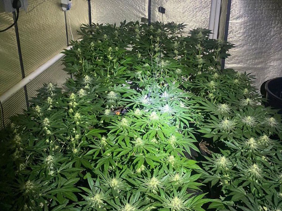 More than 200 cannabis plants were found. Picture: Telford Cops